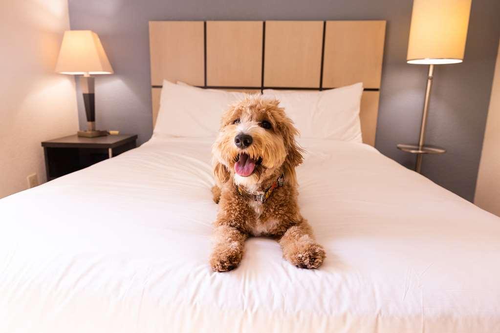 Sonesta Simply Suites Dallas Galleria Номер фото